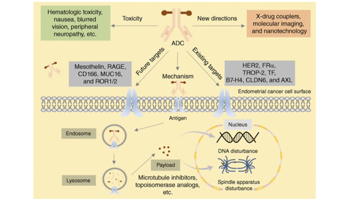 MCT_AACR's tweet image. Advances in Antibody–Drug Conjugates for Endometrial Cancer: brnw.ch/21wUagG