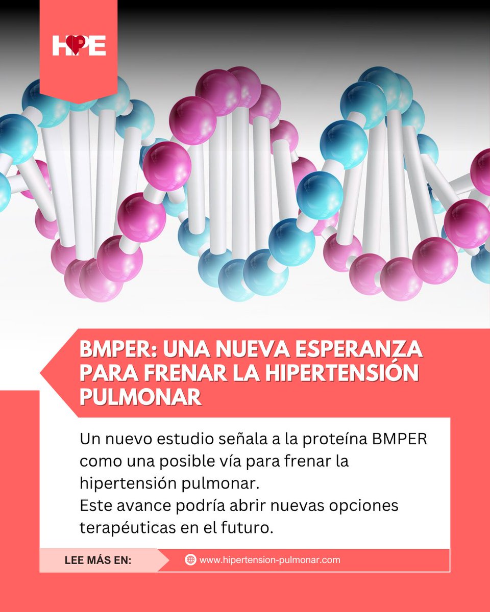 Un nuevo estudio señala a la proteína BMPER como una posible vía para frenar la hipertensión pulmonar.
 Este avance podría abrir nuevas opciones terapéuticas en el futuro. Lee la notícia completa 👇🏻
hipertension-pulmonar.com/noticias/inves…