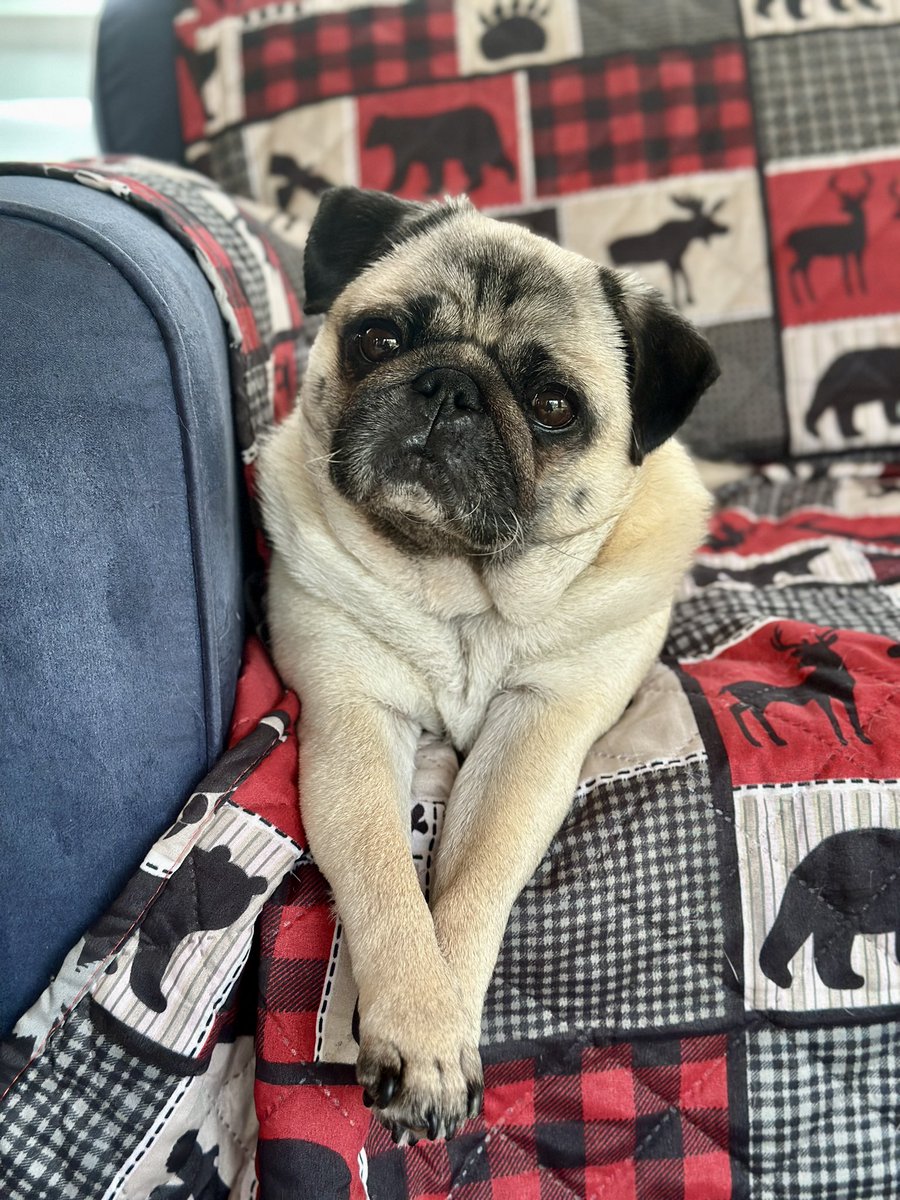EdiethePug's tweet image. Day 17804321 of being stuck inside because we have another #heatwarning AND a special #airquality statement 🥵

Send recommendations for what movies and shows to binge