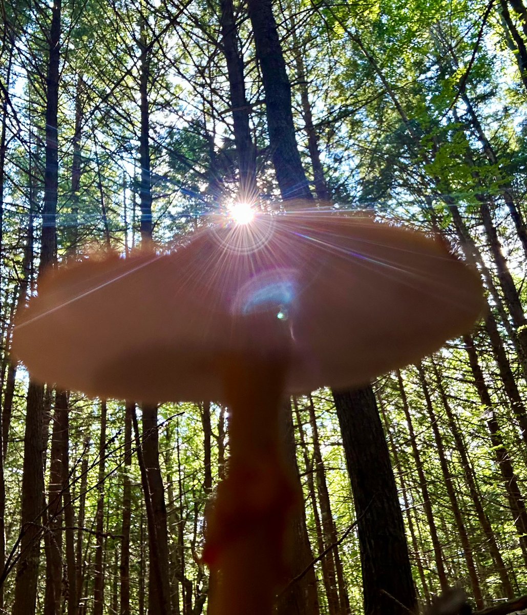 ikar0sc's tweet image. I thought the light was coming from you ✨

#MushroomOfTheDay
#ThickTrunkTuesday
