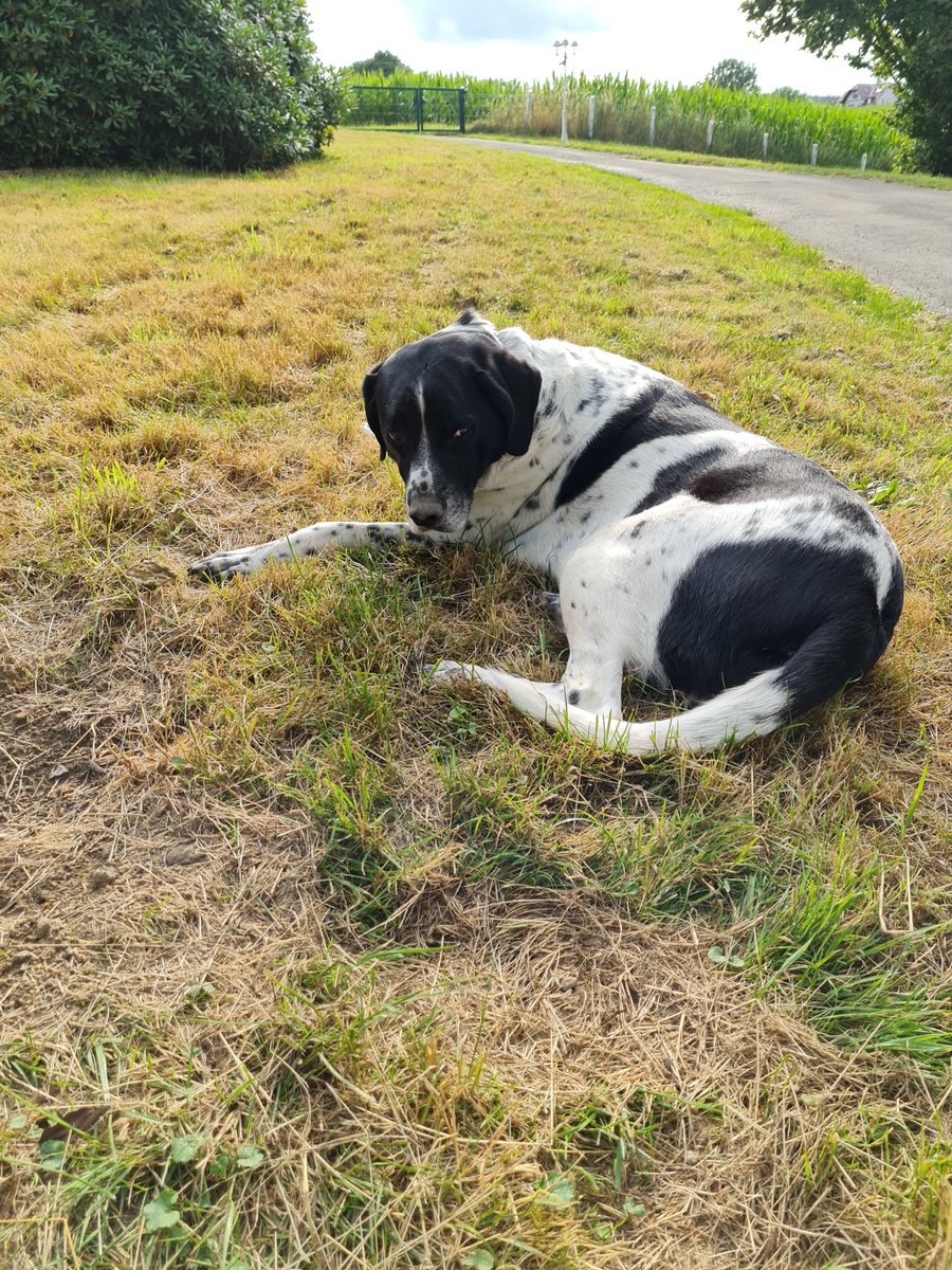 Brena hat auch nur vertrocknetes Gras.