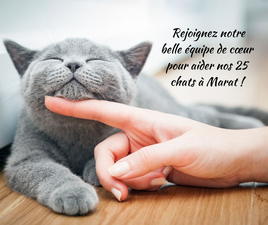 🌟 Vous aimez les chats. Vous avez un peu de temps, de la tendresse et envie de faire une vraie différence #AssociationAnimaux #ChatsEnDetresse #AideAuxChats #BenevolatAnimaux #AideAnimaux  #SauverDesChats  #ChatsDesRues #ProtectionAnimale #AdopteUnChat #AssociationFéline