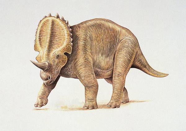 dinonostalgia's tweet image. Centrosaurus, the pointed lizard, is a ceratopsian dinosaur from the Late Cretaceous Canada.
It lived 76 million years ago and could grow to 6 meters in length.