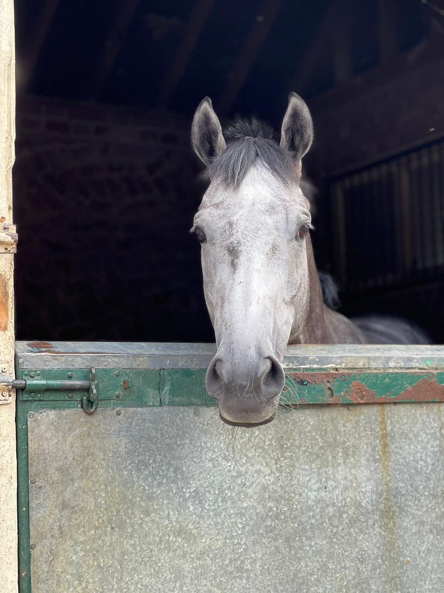 Josh Wright (@josh_hw) on Twitter photo π’π‘ A superb Notts Double for our newest <a href="/RTPSyndicate/">Racing To Profit Syndicate</a> trainer, <a href="/dylancunha_uk/">Dylan Cunha Racing LTD</a> . Flying π
MART : why not join the team? We have just 10% left in our newest recruit, targeting ARCs winter AW bonuses π·
Find out more and secure YOUR share here πracingtoprofit.co.uk/wp-content/uplβ¦ π’π‘ A superb Notts Double for our newest <a href="/RTPSyndicate/">Racing To Profit Syndicate</a> trainer, <a href="/dylancunha_uk/">Dylan Cunha Racing LTD</a> . Flying π
MART : why not join the team? We have just 10% left in our newest recruit, targeting ARCs winter AW bonuses π·
Find out more and secure YOUR share here πracingtoprofit.co.uk/wp-content/uplβ¦