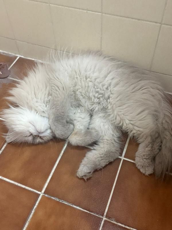 #تبني #قطط #الدمام / الخبر قط للتبني. بيكو قط ذكر فصيلة بيكي فيس حنون ونظيف متعود على اللتر دخل بيت ناس وهو هربان من الحر ووضعه ممتاز لكن ما يقدرون يحتفظون به (معقم لا ينجب). اذا حاب تتبناه دائم أو مؤقت رجاء تواصل واتساب
0550888454