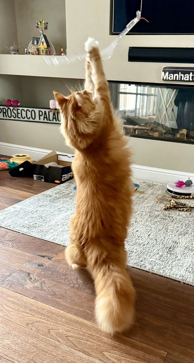 buddy_gizmo's tweet image. Gone fishin’ and caughts me a big ol’…wait what is this…some sort of catfish? 😹😹🦁🦁 #dadminjoke #hereallweek #trytheveal #teamfloof #CatsOfTwitter