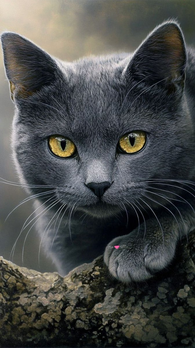 Wonderful afternoon for everyone 🩶
Pinterest 📷