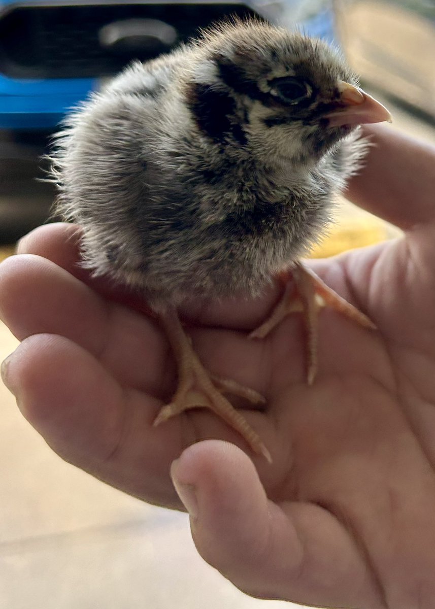 This sweet chick almost got “cooped.”
Don’t tell Rusty! 🐹
#vangpoet #vantastic #vanggarrett