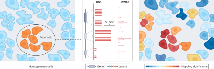 NatureRevGenet's tweet image. New online! Mapping trait-associated cells with spatial transcriptomics bit.ly/44PKnBR