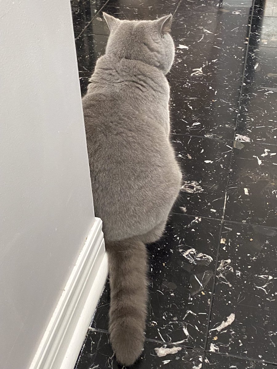 Who wore it better? 
🦝 or Sanderson …
#CatsOfTwitter #CatsOnTwitter