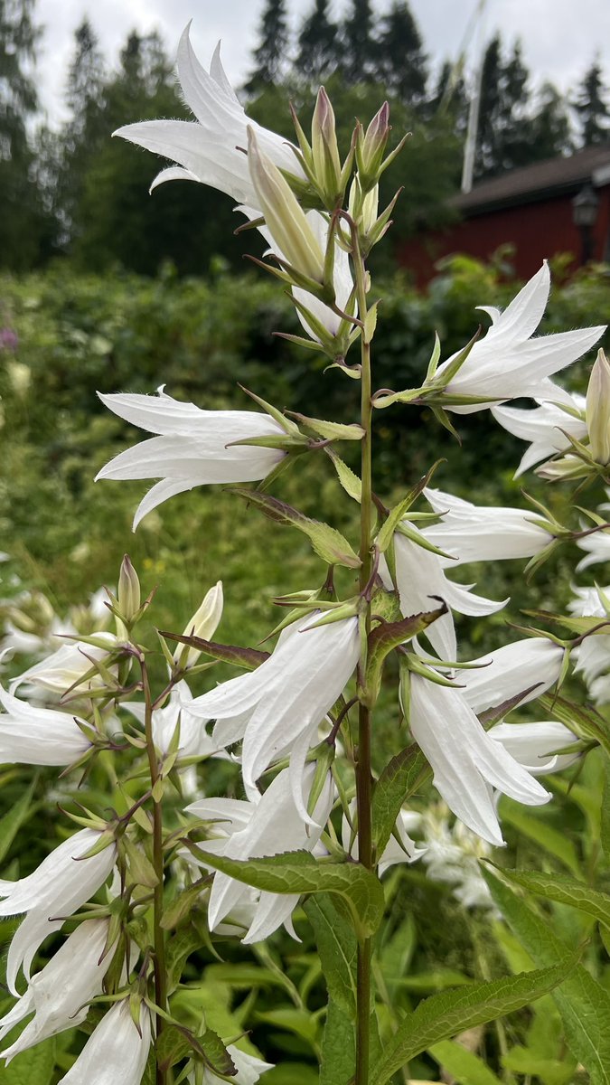 เมืองที่เราอยู่เล็กมาก  บ้านเก่ายังคงสวยงาม 
วันนี้เดินเล่น ร้านรวงปิดไปหลายที่ 
อำเภอไม่พัฒนาให้คนเข้ามาเลย เอาเงินไปสร้างตึกตัวเองตั้งหลายล้าน 😔 การเมืองเหมือนกันทุกที่แหล่ะ 
ฝันดีนะคะวันนี้