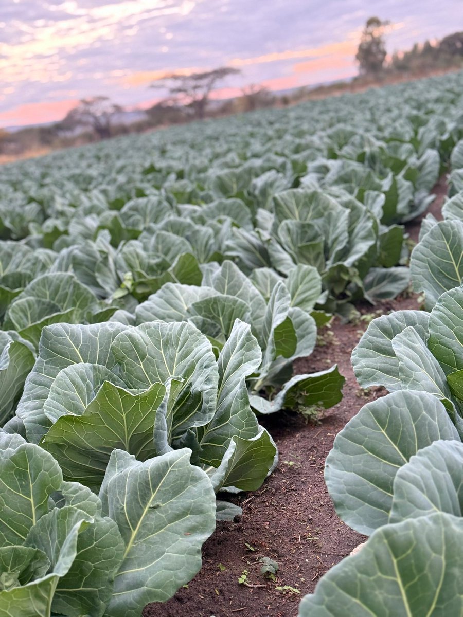 ForwardMakasi1's tweet image. INDEED, the COLESLAW main Ingredient #CABBAGE supply in Zimbabwe is guaranteed! At Entre-Rios Farm in Goromonzi, Mr Anotida Mazana established 90k plants of #STAR3311 on 17 June. He is getting all the CROP CHEMICALS &amp;amp; TECHNICAL SUPPORT from us! 
#CPCHEMICALS 
#FarmersFirstChoice