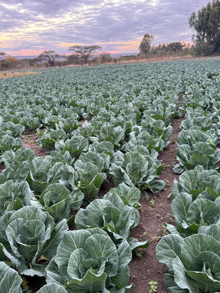 ForwardMakasi1's tweet image. INDEED, the COLESLAW main Ingredient #CABBAGE supply in Zimbabwe is guaranteed! At Entre-Rios Farm in Goromonzi, Mr Anotida Mazana established 90k plants of #STAR3311 on 17 June. He is getting all the CROP CHEMICALS &amp;amp; TECHNICAL SUPPORT from us! 
#CPCHEMICALS 
#FarmersFirstChoice