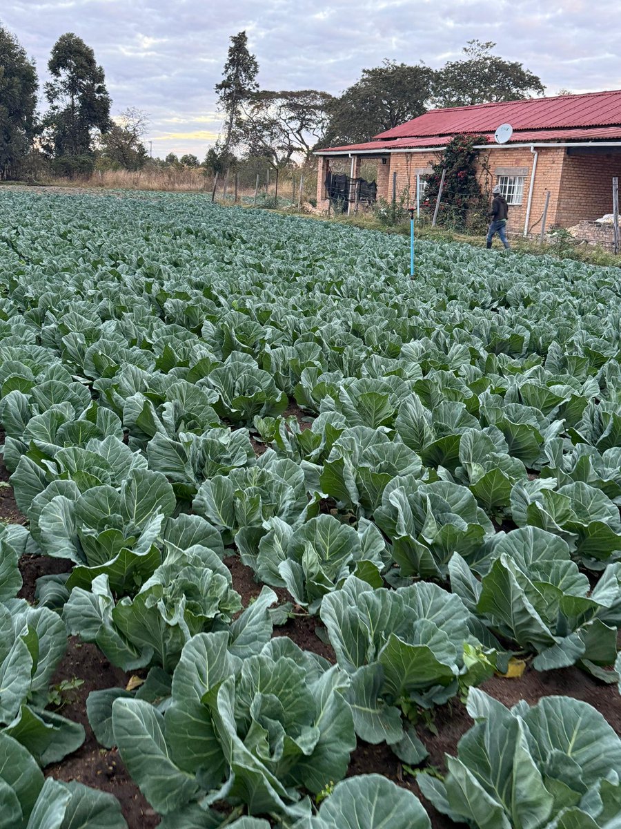 ForwardMakasi1's tweet image. INDEED, the COLESLAW main Ingredient #CABBAGE supply in Zimbabwe is guaranteed! At Entre-Rios Farm in Goromonzi, Mr Anotida Mazana established 90k plants of #STAR3311 on 17 June. He is getting all the CROP CHEMICALS &amp;amp; TECHNICAL SUPPORT from us! 
#CPCHEMICALS 
#FarmersFirstChoice