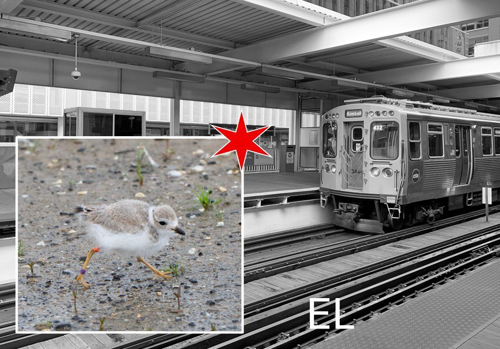 ChicagoPiping's tweet image. Wanna see El? 
Take the #78 Montrose bus right up to the beach!