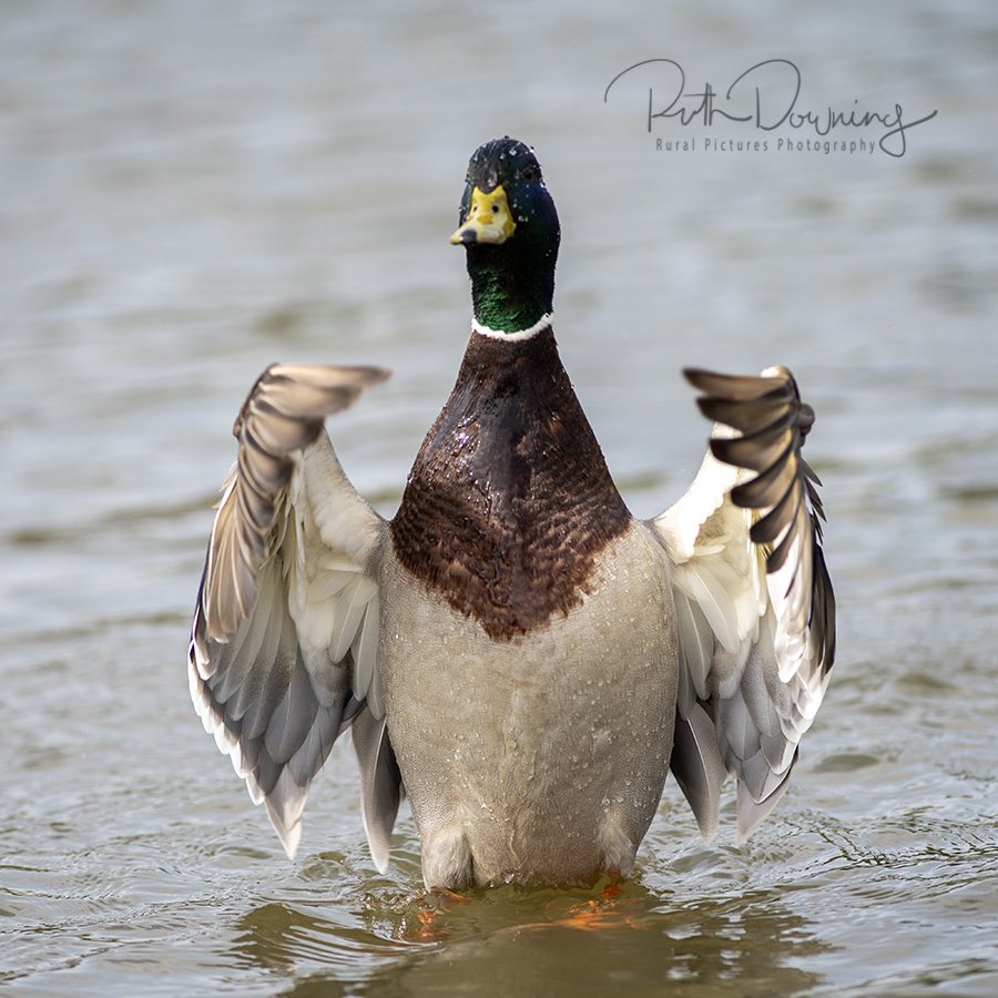 Ooh lovely 😊 Today’s rain is certainly welcome.
<a href="/Natures_Voice/">RSPB</a> 
#Weathernews 
#Summer2025 
#rainfall
