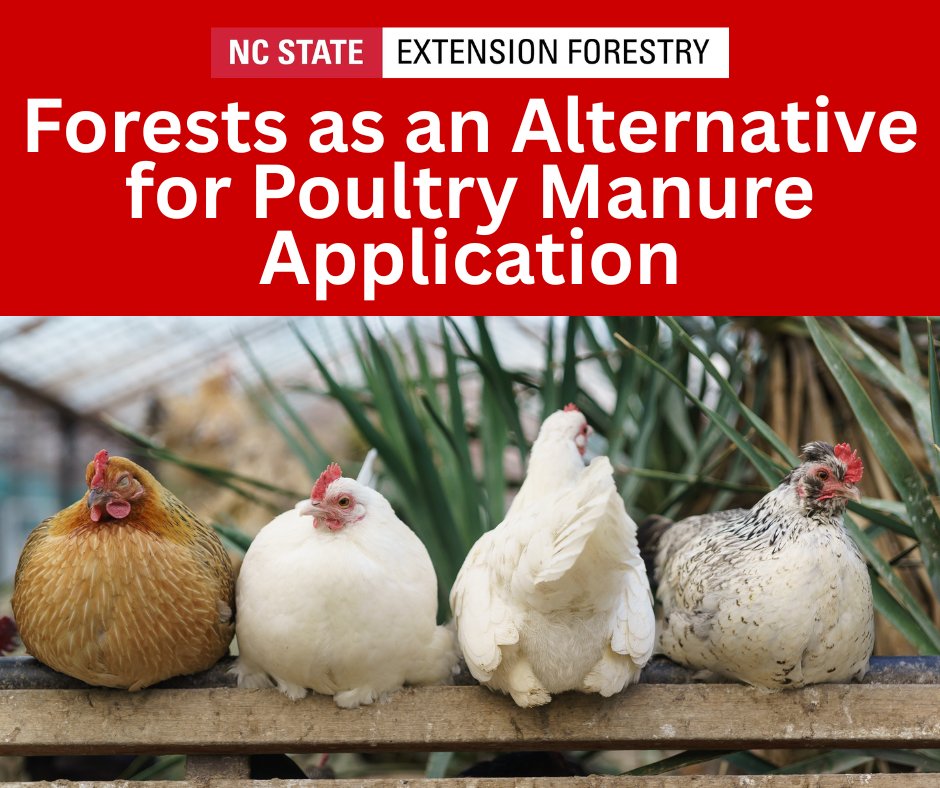 When applied correctly, poultry manure can provide valuable nitrogen &amp; phosphorus to forest soils while helping poultry producers manage waste.
Forests as an alt for #poultry manure can be a viable option to put valuable nutrients to work for #forests.
content.ces.ncsu.edu/forests-as-an-…