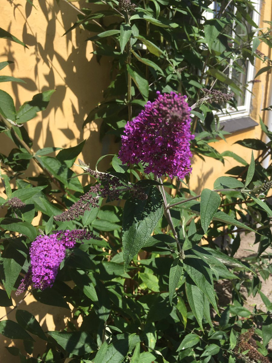 BirgitMoser4's tweet image. Guten Abend!🌈

Sommerflieder mit intensivem Honigduft