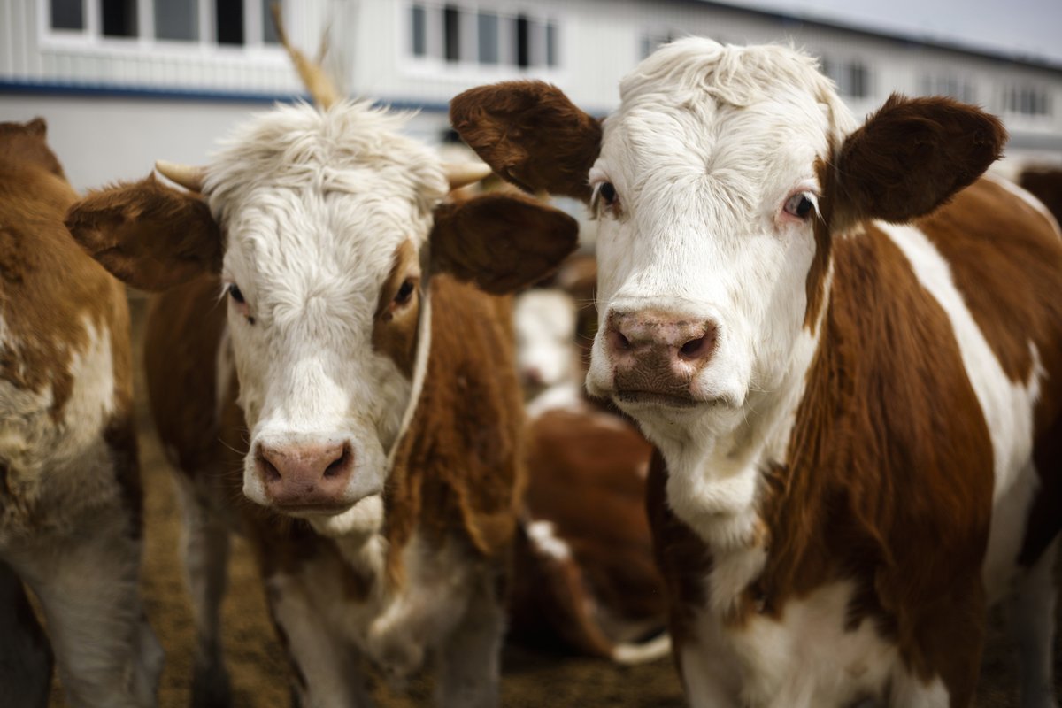 EWatsonWrites's tweet image. Climate friendly beef? @ALDF sues USDA for records over ‘misleading’ Beef Checkoff environmental claims. agfundernews.com/climate-friend…