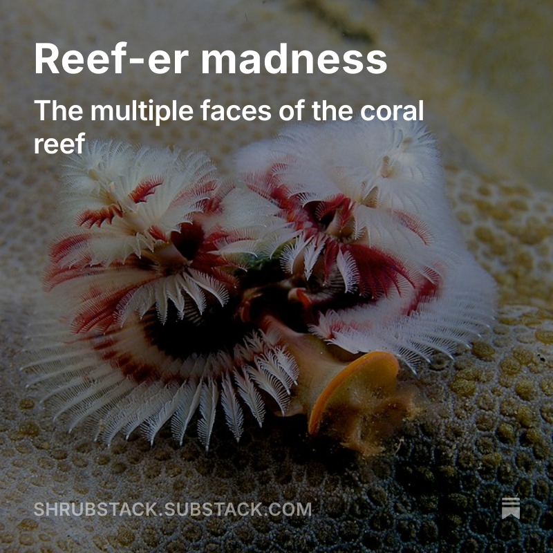 General_JWJ's tweet image. Just realised my favourite long post I ever made, "reef-er madness", from 2023, got 283 views on shrubstack. All 20 of you who're into this stuff sure are lucky I'm stubborn!