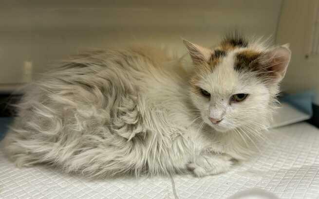 Kochani ! Do zamknięcia zbiórki na nowe życie dla Florencji zostało 2,5 h i 520 zł 🆘📢🔊 !! 👇Posyłam wsparcie i proszę Was o to samo 🫶