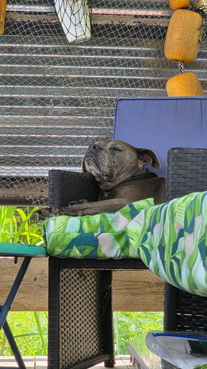 Frankie's Place (@frankies83752) on Twitter photo 91 in the shade. Okie just got out of the pool.
<a href="/LauraLoomer/">Laura Loomer</a> This is what your puppy is going to look like when he's older. He's out of west Chicago pound 9 years ago. 91 in the shade. Okie just got out of the pool.
<a href="/LauraLoomer/">Laura Loomer</a> This is what your puppy is going to look like when he's older. He's out of west Chicago pound 9 years ago.