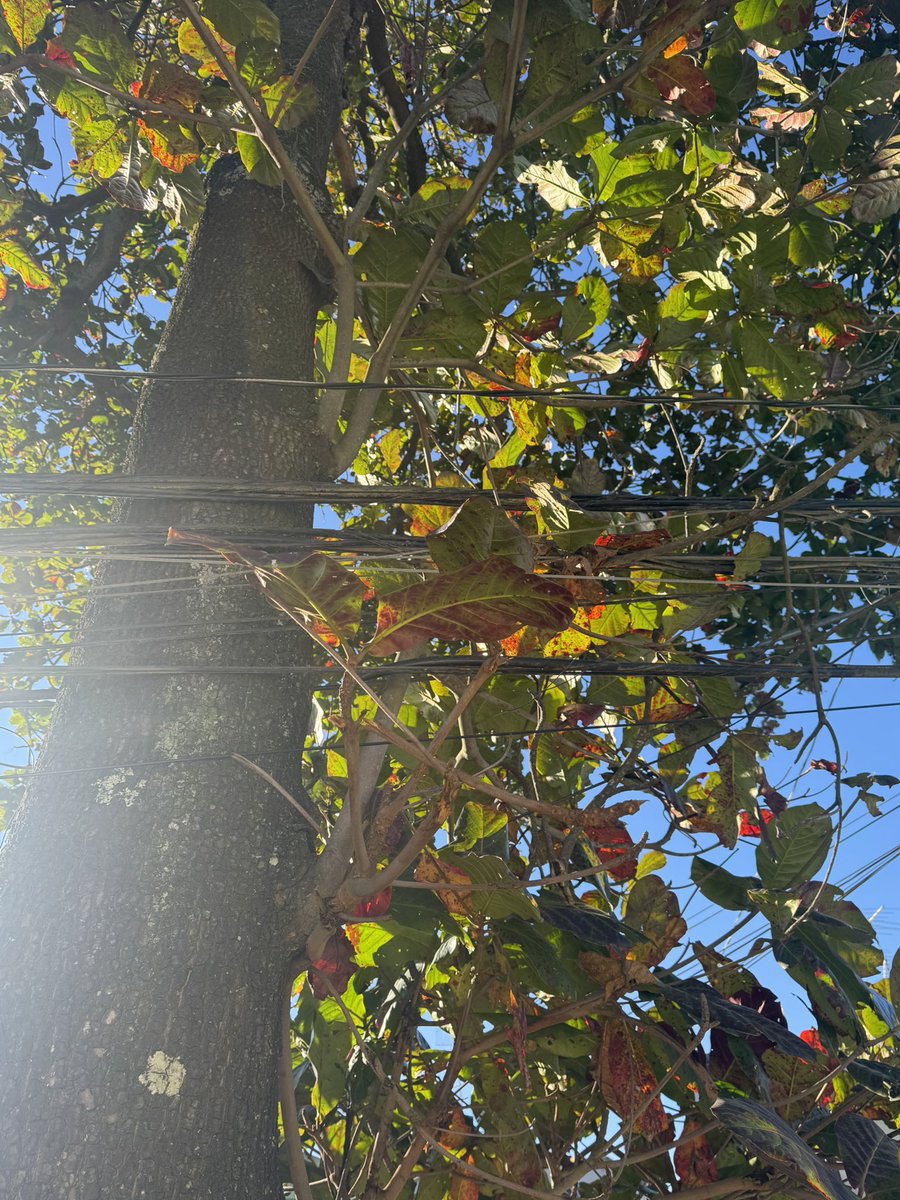 Bárbara ❇️ tweet media