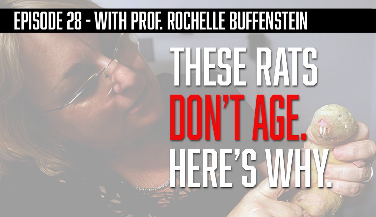 peterottsjo's tweet image. 🆕 This is an episode I've been wanting to do since we started LEVITY a year ago. The naked mole-rat special with the world's top expert as guest: Prof. Rochelle Buffenstein. (Links below)
Even though it’s undeniably...aesthetic-challenged, the naked mole-rat is of course the…