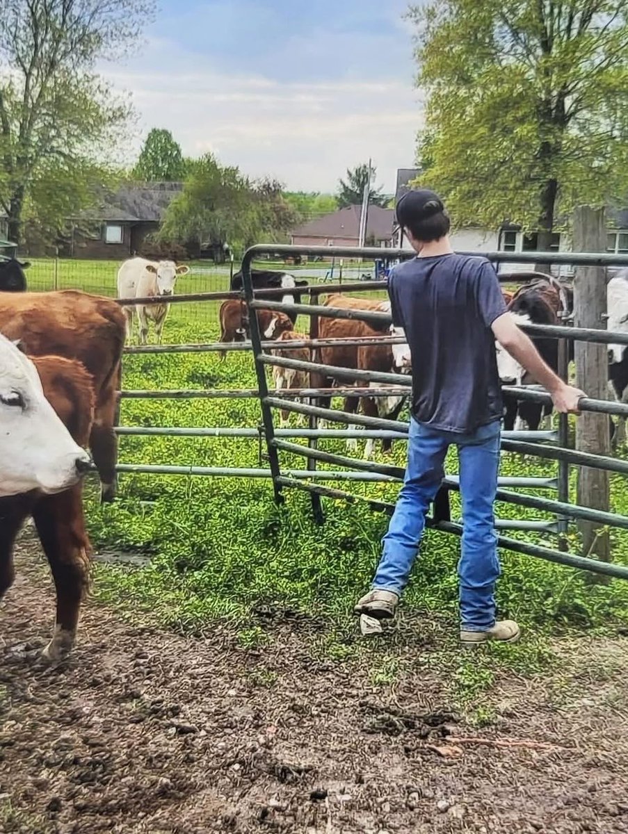 TNFFAFoundation's tweet image. 🐮 July is Beef Month in TN — meet Augustus Yelton, our 2025 @tnffa Beef Production–Entrepreneurship winner!

He manages 25 beef cows on his family’s 150-acre farm, working to carry on their century-old legacy.

Thanks to @TennesseeCattle for supporting young ag leaders! 

#TNFFA