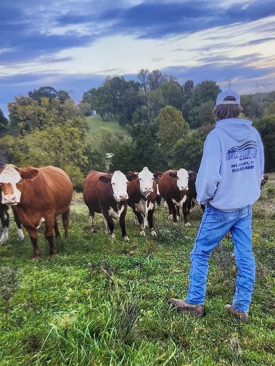 TNFFAFoundation's tweet image. 🐮 July is Beef Month in TN — meet Augustus Yelton, our 2025 @tnffa Beef Production–Entrepreneurship winner!

He manages 25 beef cows on his family’s 150-acre farm, working to carry on their century-old legacy.

Thanks to @TennesseeCattle for supporting young ag leaders! 

#TNFFA