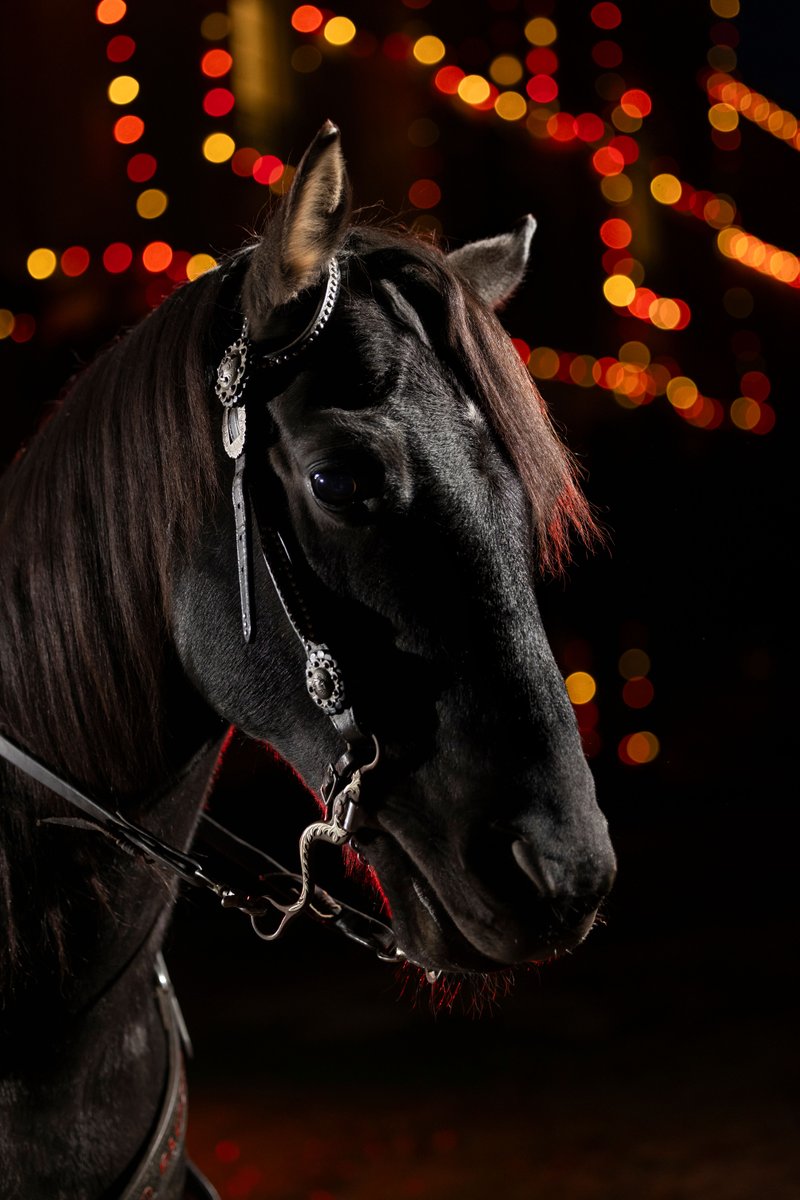 TexasTech's tweet image. Celebrating #NationalILoveHorsesDay with the best in the business! ❤️🐴🖤
