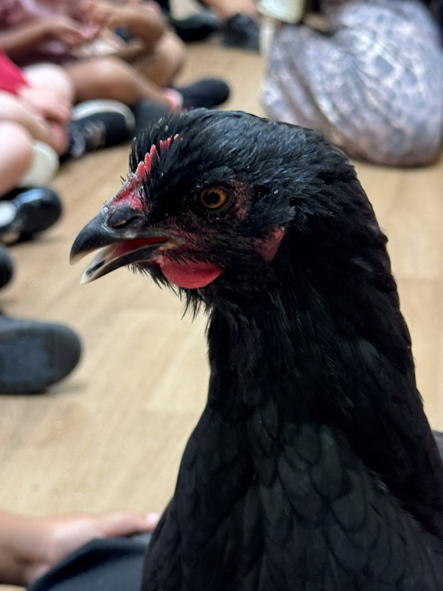 EastMortonCEP's tweet photo. Daisy the chick is now all grown up and came back to visit the Reception children! https://t.co/BI1evL7pbh
