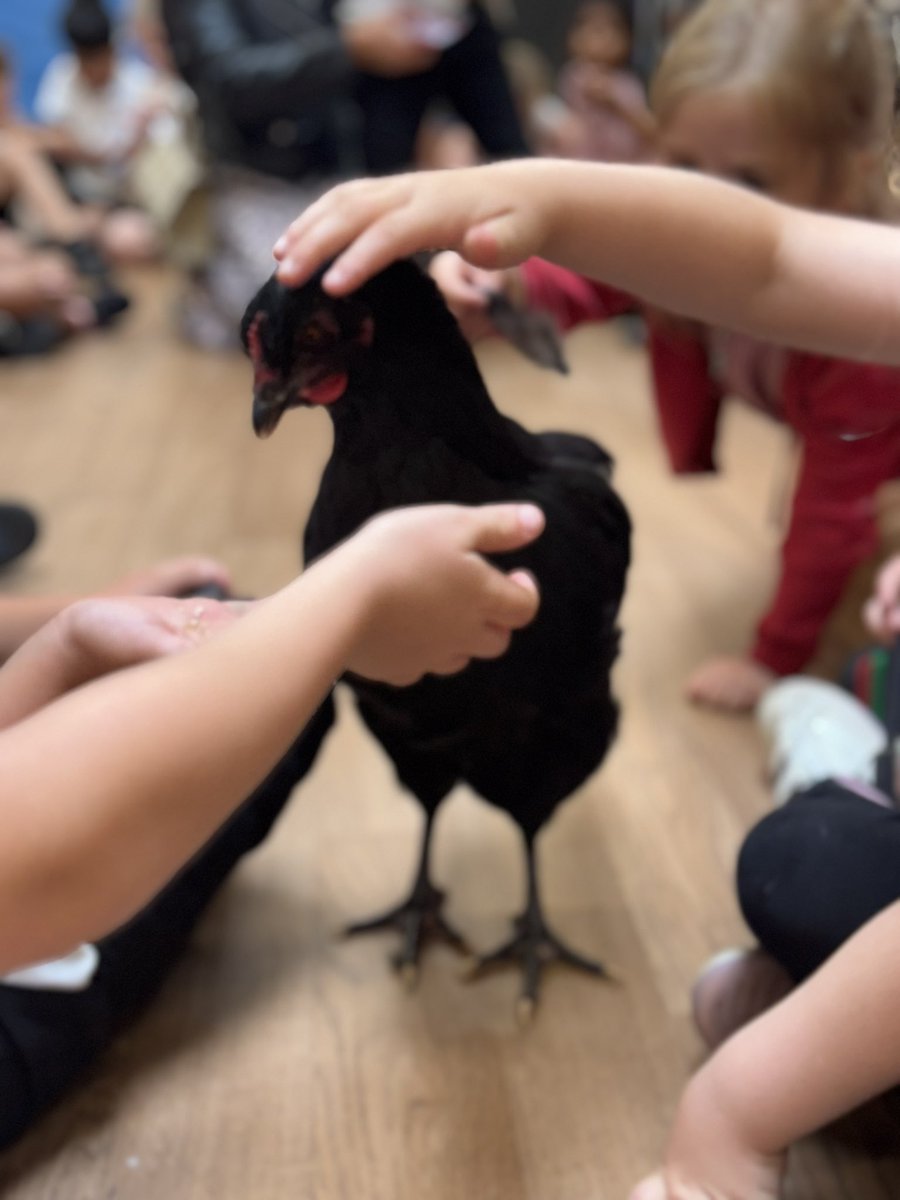 EastMortonCEP's tweet photo. Daisy the chick is now all grown up and came back to visit the Reception children! https://t.co/BI1evL7pbh