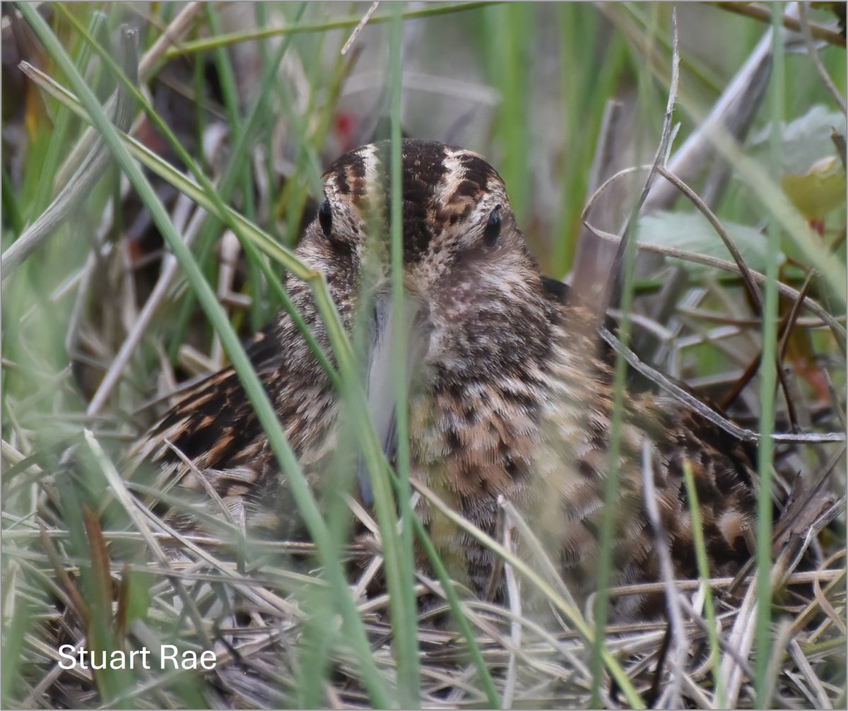 GrahamFAppleton's tweet image. Very few birdwatchers have seen the nest of a Broad-billed Sandpiper and this blog explains why!
wadertales.wordpress.com/2024/12/08/bro…
These RED-LISTED #waders breed in aapa mires, as dicussed in the blog.
📷 Stuart Rae
Research: Skitts Rae, Brett Sandercock et al
#ornithology