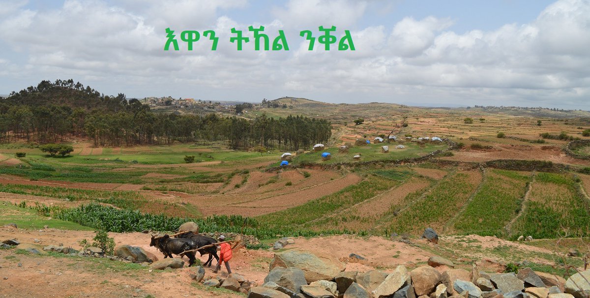 FAOEritrea's tweet photo. Greenery is returning to #Eritrea’s highlands and western lowlands. Across the country, farmers are tilling the soil with determination, proving once again that resilience grows from the ground up. Along with MoA 🇪🇷, @FAOEritrea continues to stand with them every step of the way. https://t.co/y45MI5N8Zo