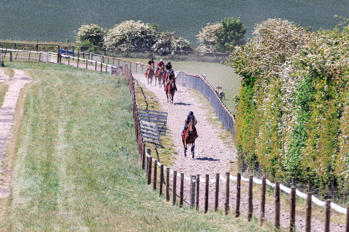 Under the watchful eye of Adam, as the string headed up the gallop 🏇

#VFPT #VicarageFarm