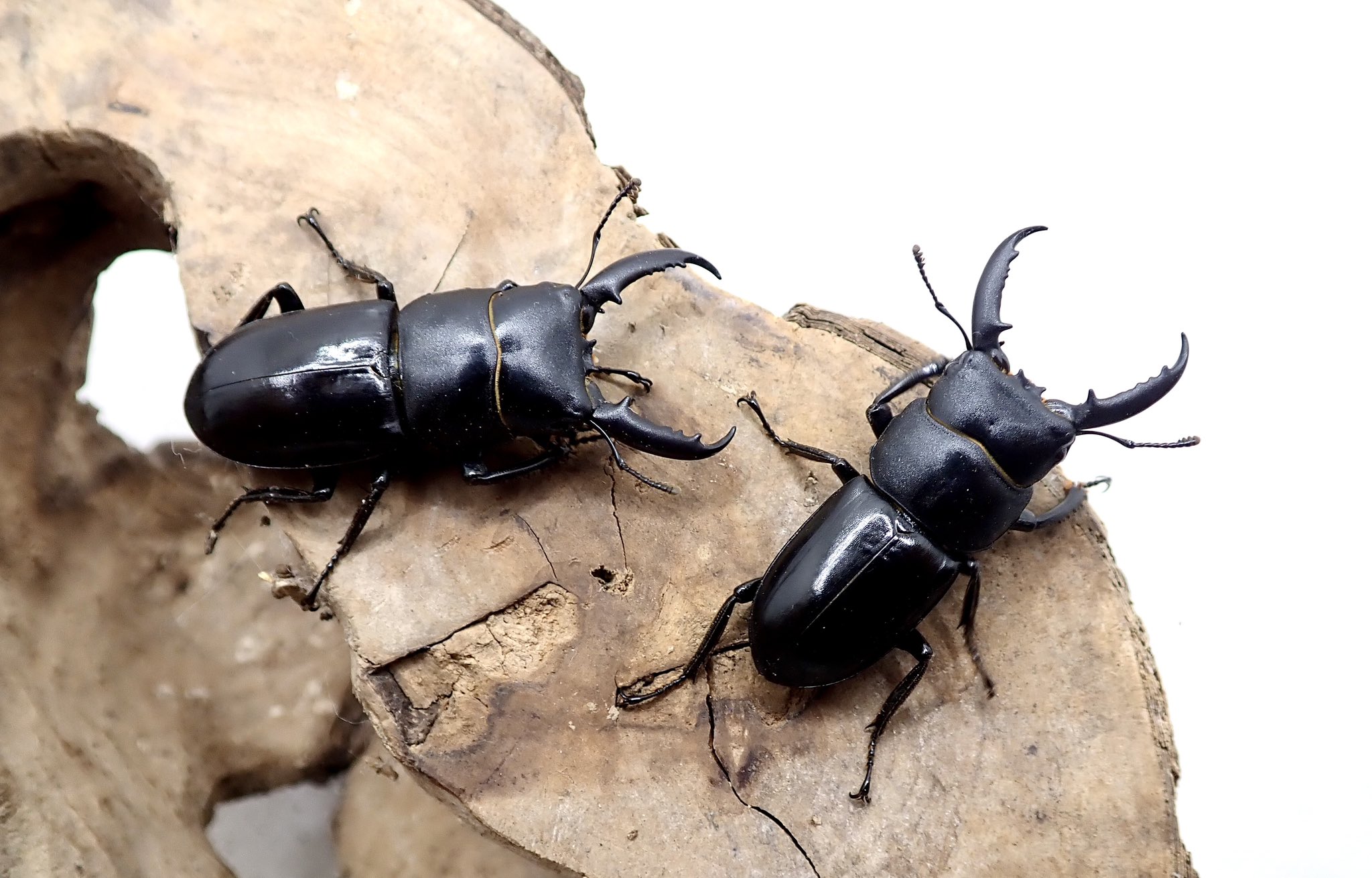 stag_beetle_japan on X: 