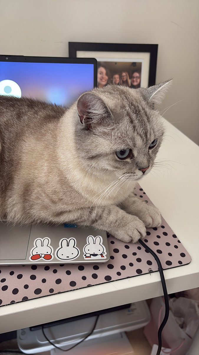 Cats always know the most inconvenient spaces to sit