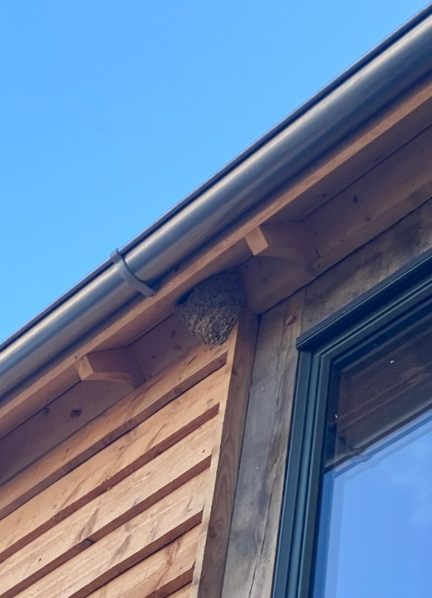 MerryAlbright's tweet image. Visited project under construction & thrilled to see nests in the deep eaves & outbuildings
There are alternatives to swift bricks or add ons = traditional eaves, exposed rafter feet, window hoods, open bays etc
Often eliminated for ‘performance’, £ or fashion but good for nature