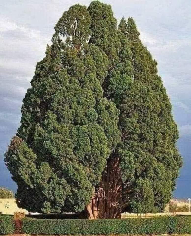 UNO DE LOS ÁRBOLES MÁS LONGEVOS DEL MUNDO

En Irán existe un hermoso, longevo e histórico Ciprés (Cupressus Sempervirens), ubicado en Abarkuh, provincia de Yazd, Irán.

Tiene entre 4.000 y 4.500 años de antigüedad, informó la agencia iraní ISNA.

Este singular monumento natural