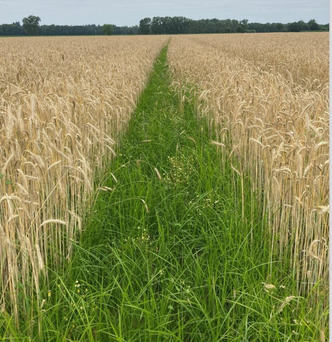 Oogsttijd? #knolcyperus