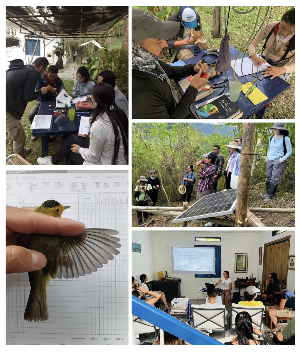 En SELVA ofrecemos oportunidades de entrenamiento en anillamiento científico para afianzar esta técnica que requiere de mucha práctica para ser dominada con seguridad. ¡Las inscripciones están abiertas para el curso avanzado! más info aquí: selva.org.co/programas/educ…
