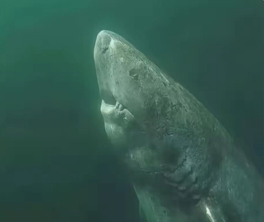 traxstarrr's tweet image. a 392-year-old Greenland shark in the Arctic Ocean has been wandering the ocean since 1627