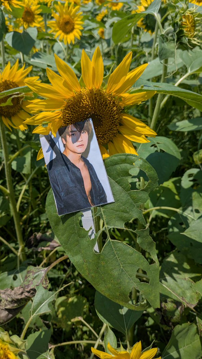 Nangoku_Mk's tweet photo. 職場の人から「代わりに推し事して来た」と送られてきた🌻

おい、いつその写真準備した

おめでとう しんたろー

 #森本慎太郎生誕祭2025  (1日遅れた)
 #その人はつば九郎推し
 #つば九郎に出会って
 #推し事の楽しさを知ってしまったらしい
 #歳の離れた推し仲間 https://t.co/7845v3bhbl