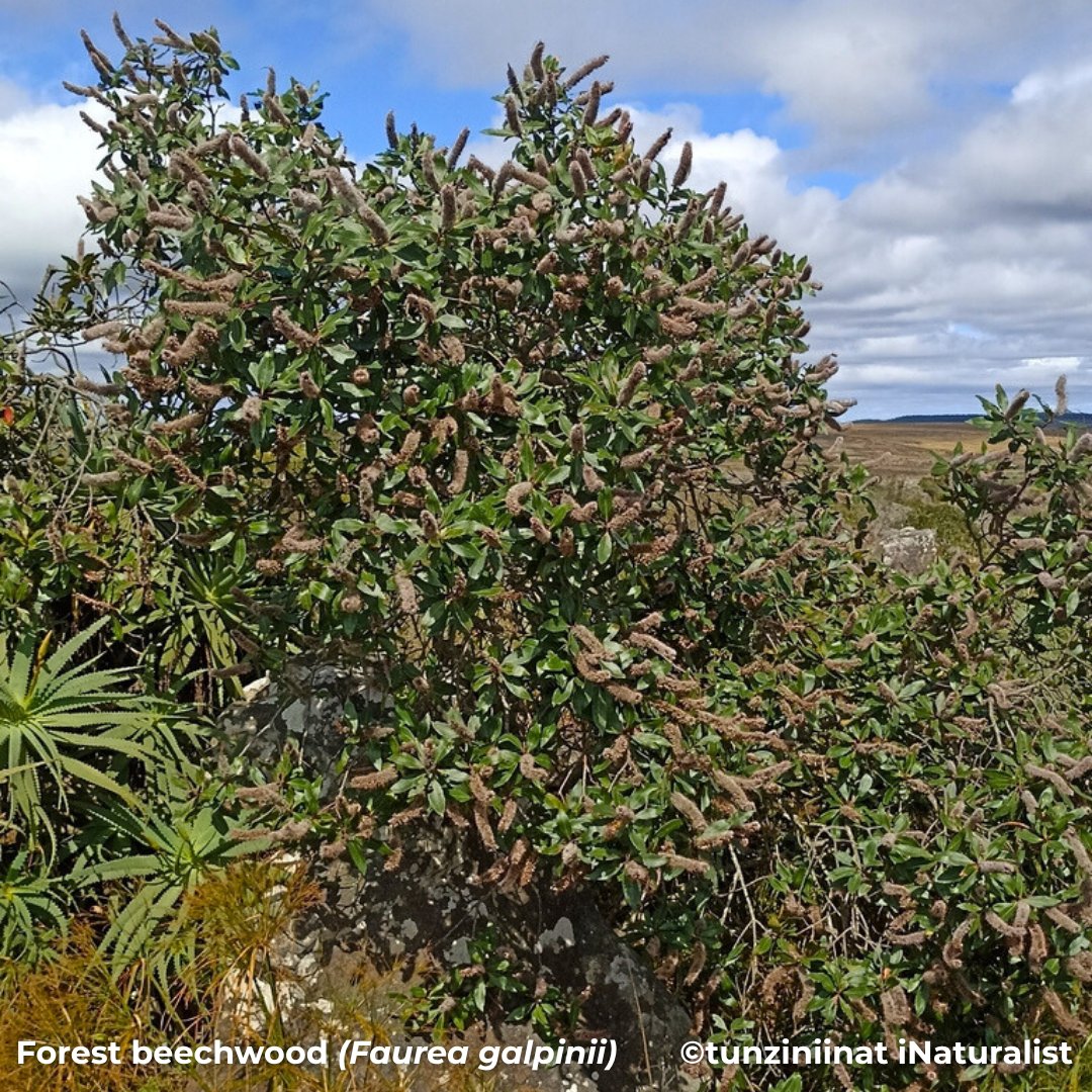 With its velvety flower spikes and red-tinged new leaves, the Forest beechwood (𝘍𝘢𝘶𝘳𝘦𝘢 𝘨𝘢𝘭𝘱𝘪𝘯𝘪𝘪) brings texture and colour to the misty mountain margins of the Drakensberg escarpment. This small Protea family tree is a true high-altitude gem.
#TreeTuesday