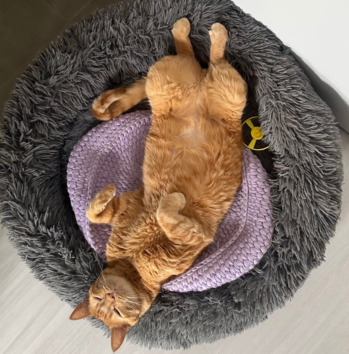 wtfmiu's tweet image. só quem se arrisca merece viver o extraordinário (fazer carinho na pança do gato)