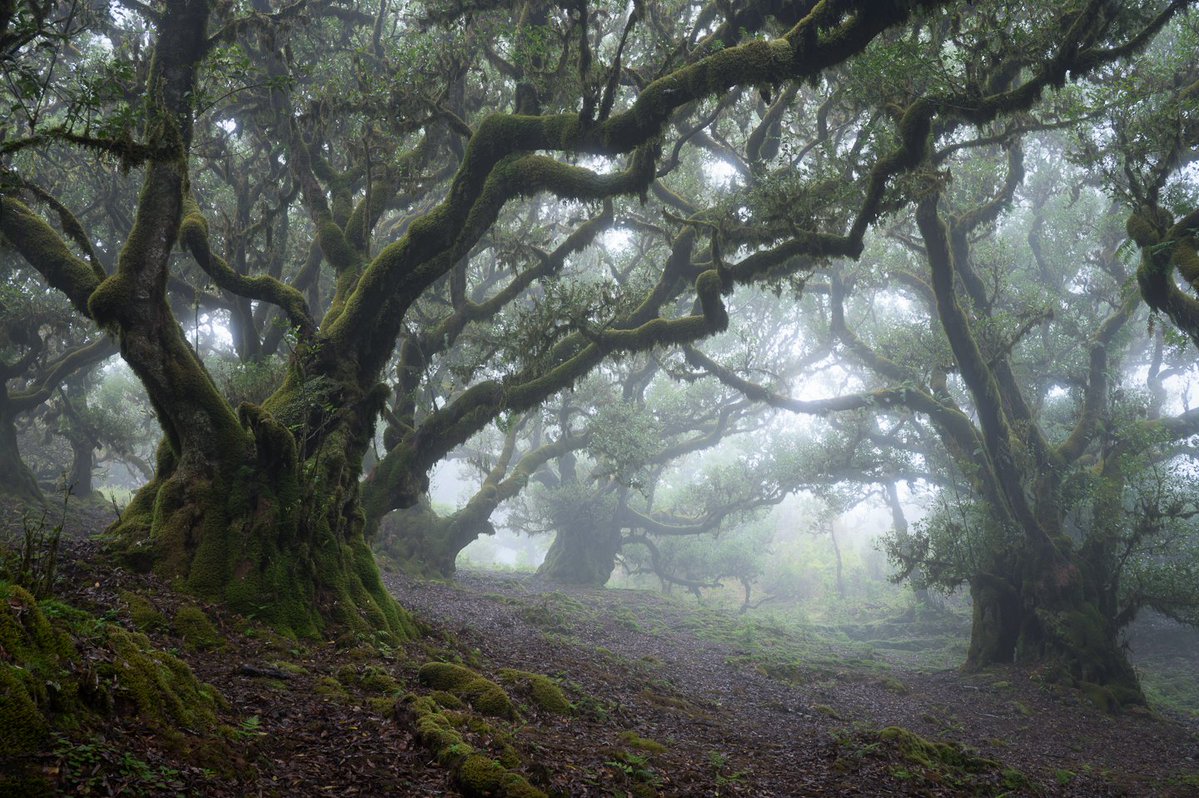 MattDixonPhoto's tweet image. The Old Gods ๐งโโ๏ธ
Another one from the depths of Fanal Forest ๐ฒ
#thicktrunktuesday #landscapephotography