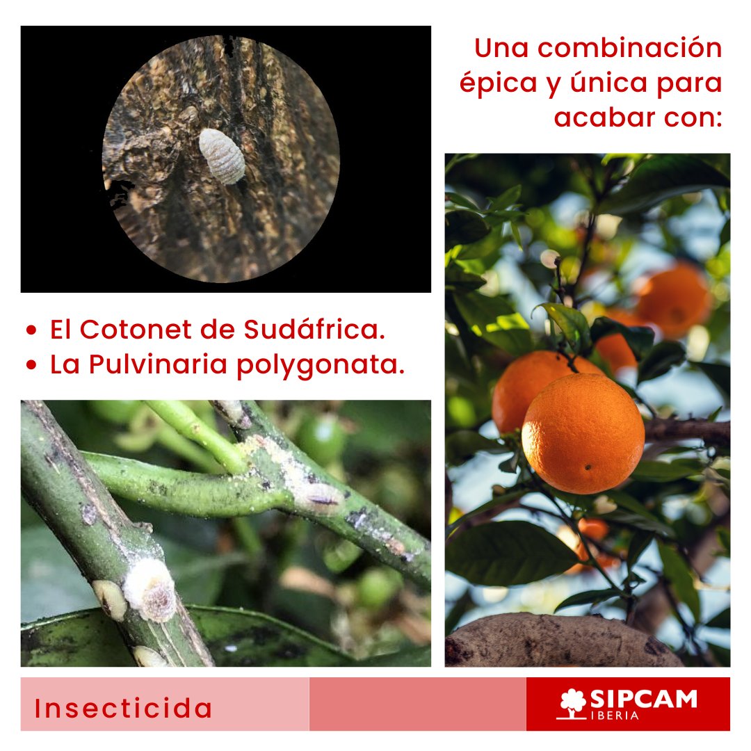 🍊Despídete de la Pulvinaria y el #Cotonet en tus #cítricos con este gran dúo:

El #insecticida sistémico Epik actúa por contacto e ingestión sobre:
🚫 Hemípteros
🚫 Lepidópteros
🚫 Coleópteros

Mientras que Citrol-ina potencia su eficacia sin manchados ni paradas vegetativas