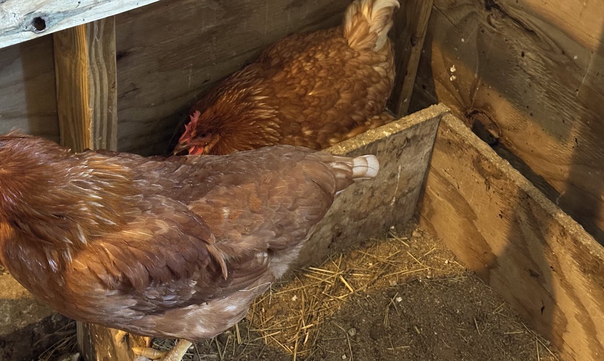TheHenHustle's tweet image. She lays on the coop floor everyday and I finally caught her.
¯\_(ツ)_/¯
Can't blame her - looks like a box, is a box...