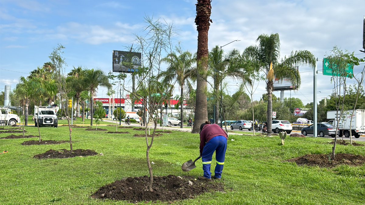 SoyDeLeon_Mx's tweet image. #ReforestaciónNativa #LeónGuanajuato 

❌ Ya no queremos jacarandas, ficus, palmeras, tabachines, ni pirules, ni eucaliptos…

✅ Se plantaron 85 árboles nativos: #Mezquite #PaloVerde #PaloBlanco